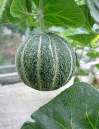 How to Grow Melons in a Greenhouse